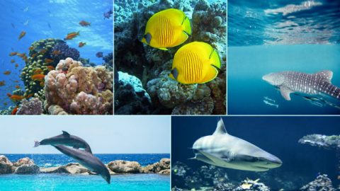 genesis,zeemonsters,vogels,God schiep vanaf allereerste begin