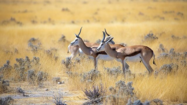 Inzichten verkregen uit het verhaal van de antilope kudde die van een klif is gesprongen