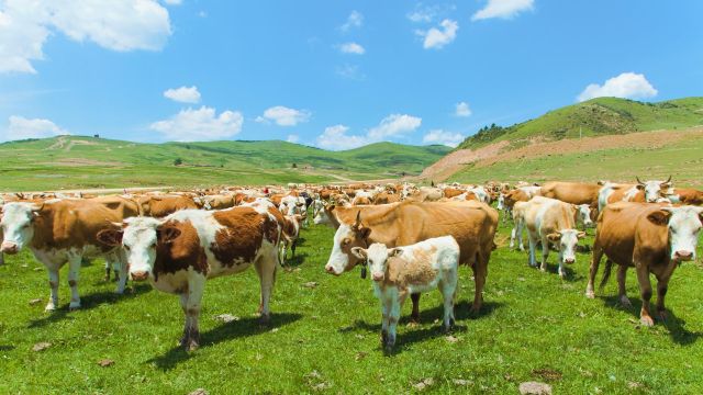 Het derde deel: God onderhoudt het milieu en de ecologie om de mensheid te voeden